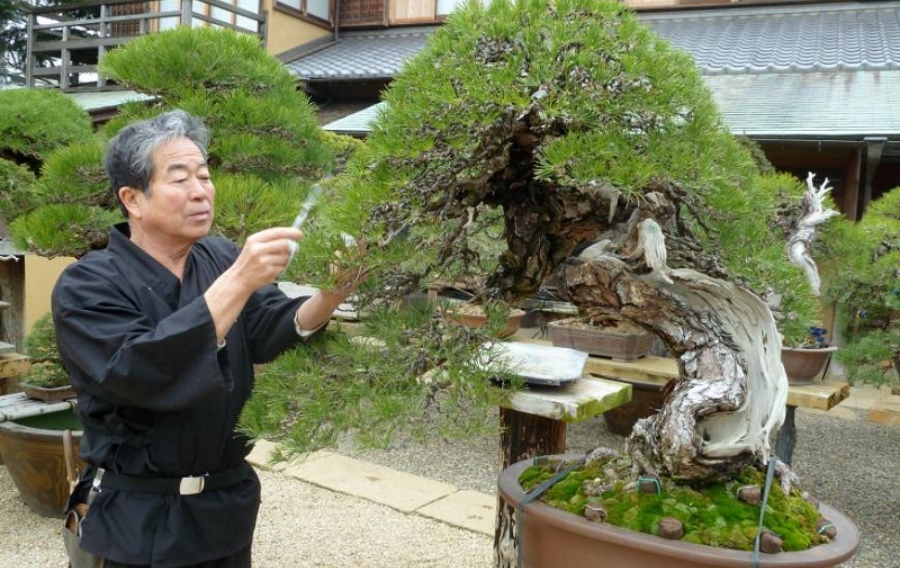 nghe_thuat_bonsai_nhat_ban2