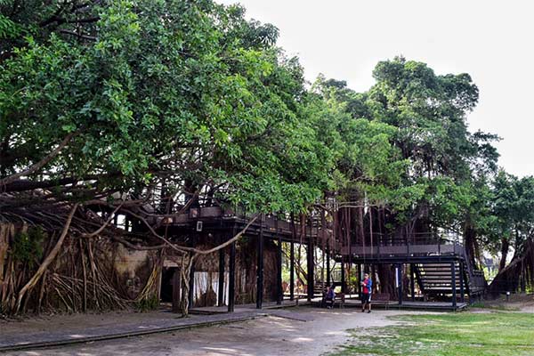 ngôi nhà độc đáo: nhà trong cây