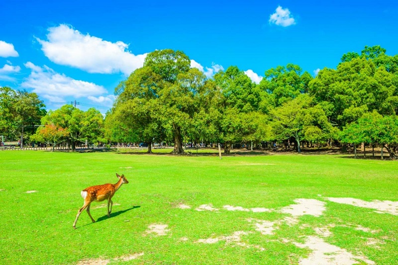 tỉnh Nara