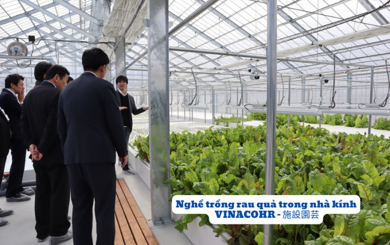 Nghề trồng rau quả trong nhà kính tại Nhật