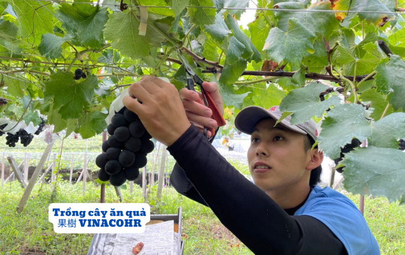 Trồng cây ăn quả tại Nhật Bản