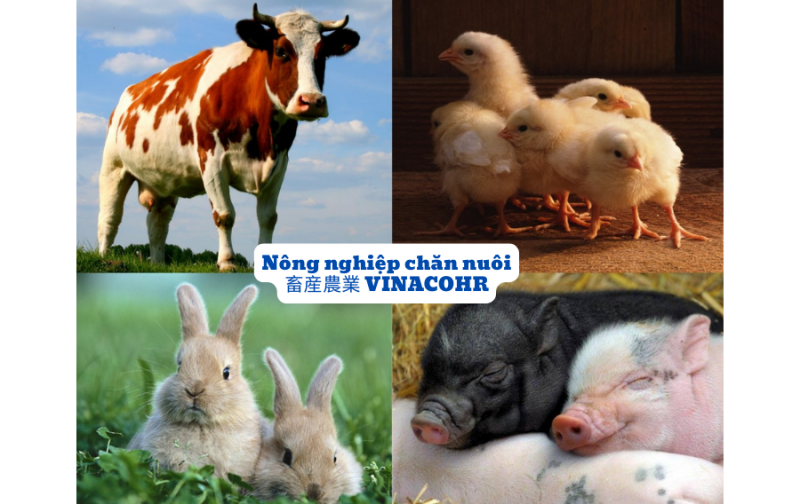 Nông nghiệp chăn nuôi ở Nhật Bản