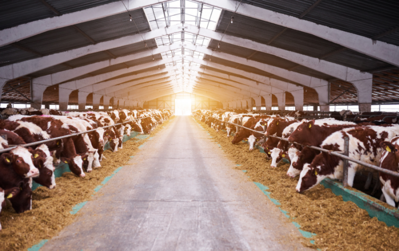 Trang trại Bò sữa