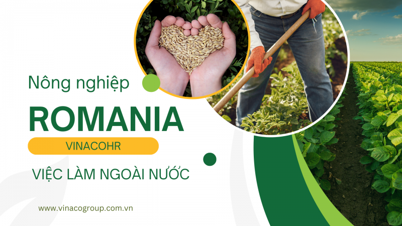 Công nhân nông trại bò sữa ở Romania