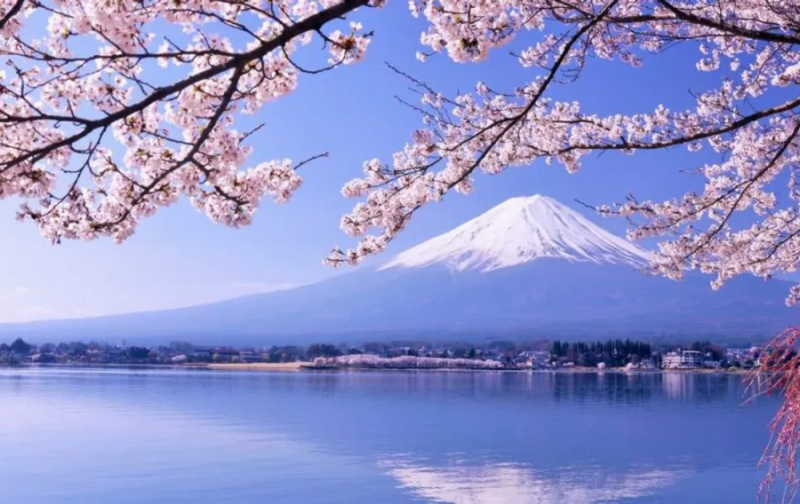 Hoa anh đào - biểu tượng  đất nước Nhật Bản