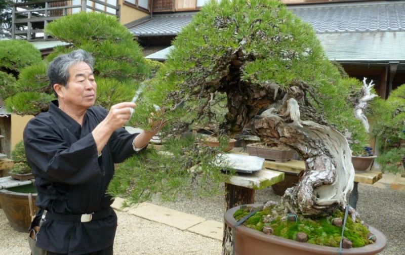 Bonsai Nghệ thuật của Nhật Bản